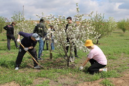 Молодые специалисты окопали и побелили около 1500 деревьев в яблоневом саду в с. Красный Яр