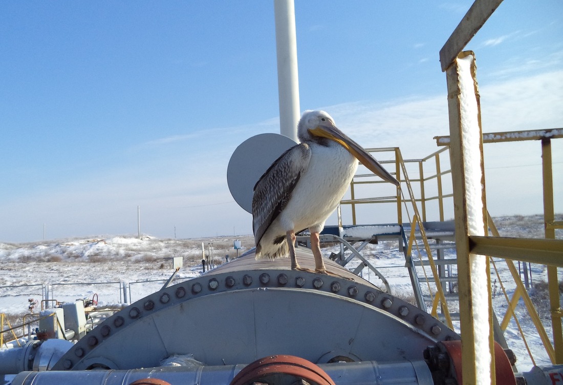 Кудрявый пеликан на эксплуатационной скважине